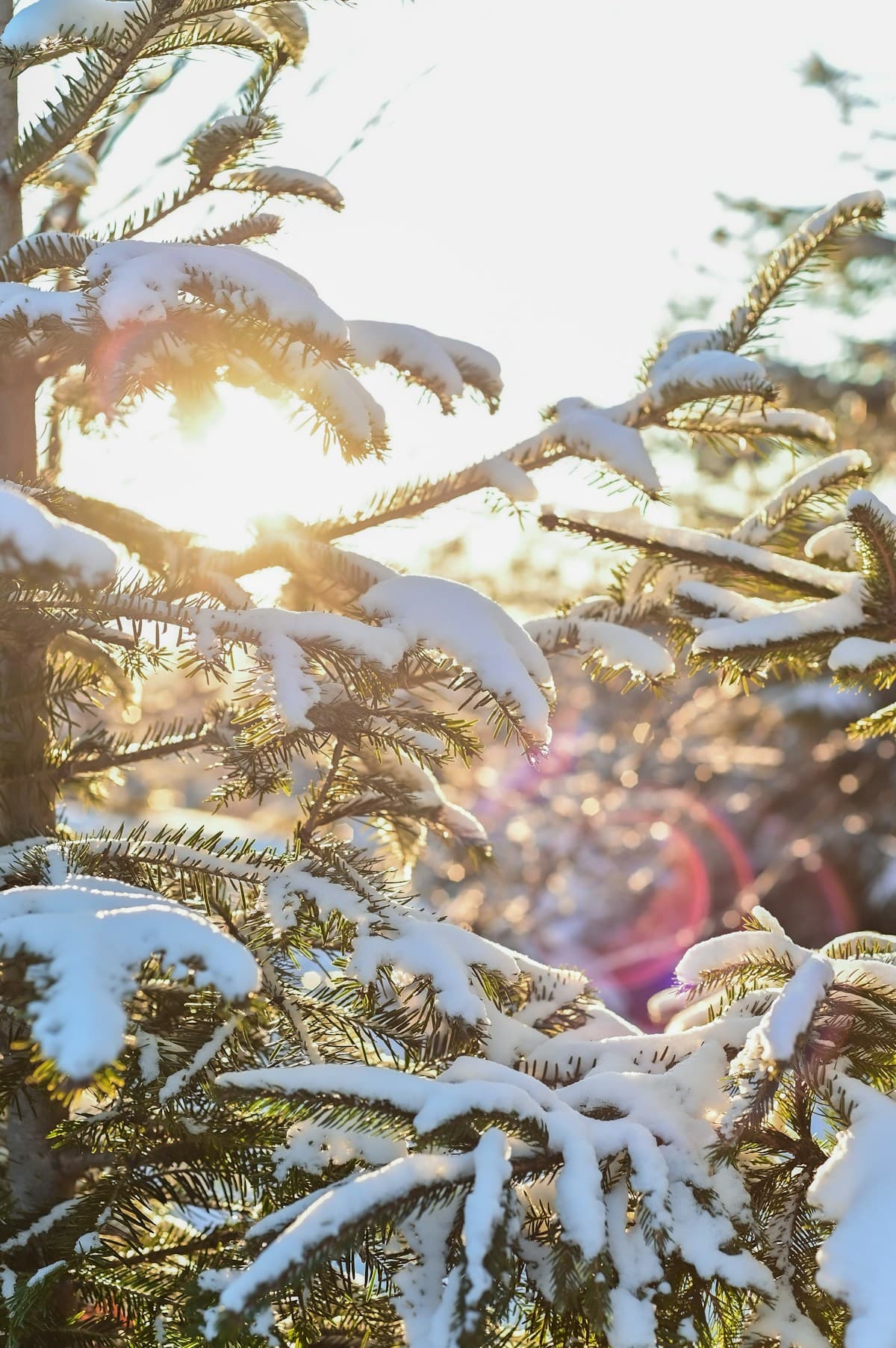 The sun shines through the branches of a pine tree - winter sunlight